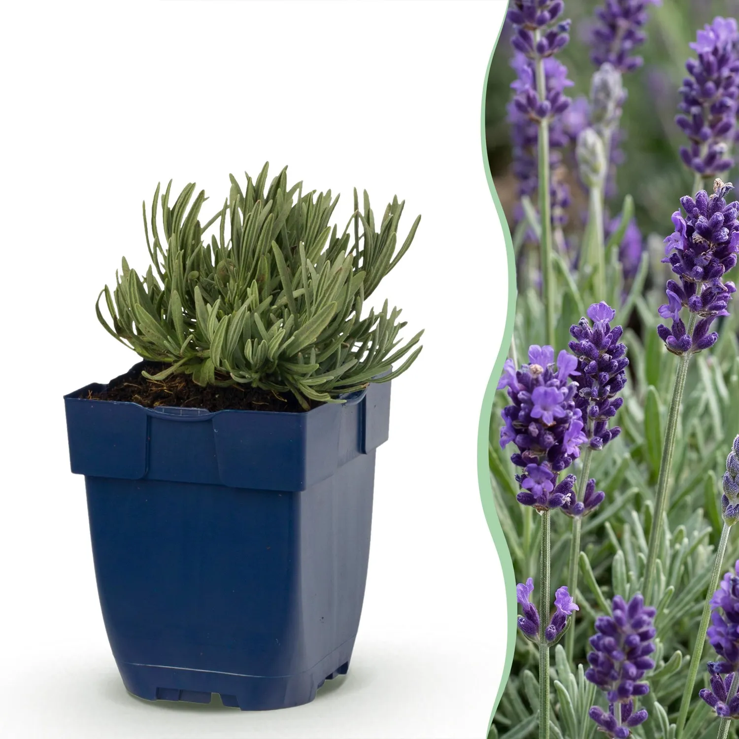 Plant and Stories Lavande Munstead vivace pot 11cm 1 plant