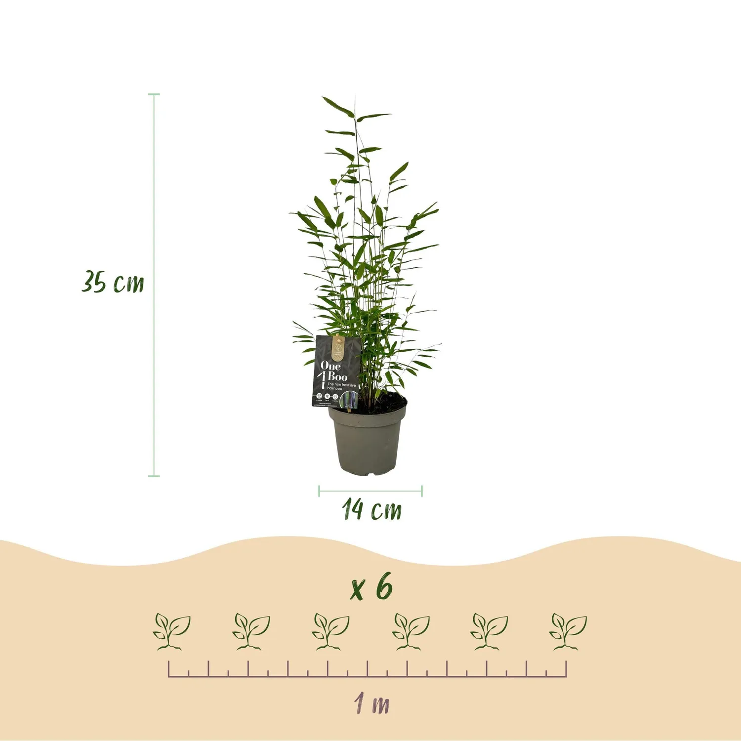 Plant and Stories Fargesia Rainbow bambou 35 cm non-traçant