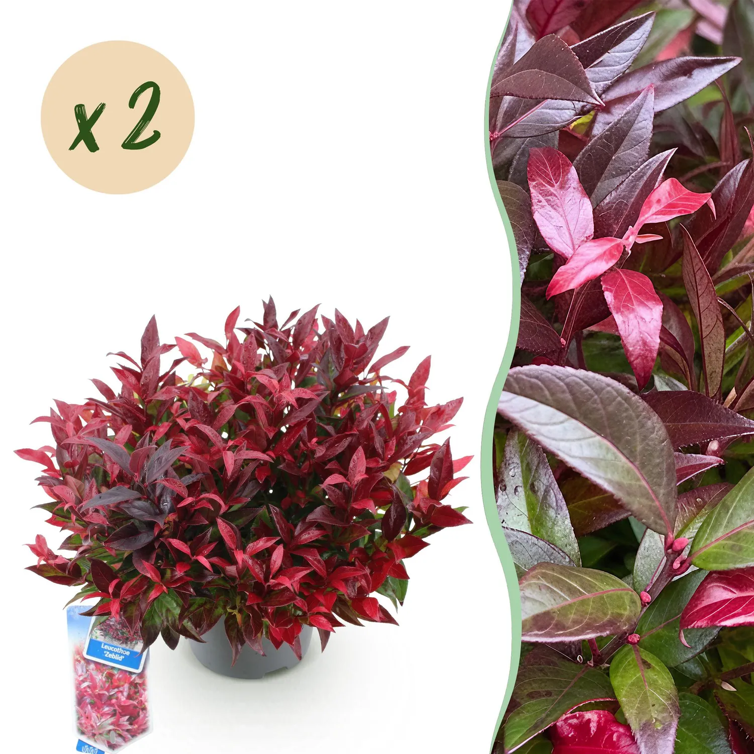 Plant and Stories Zeblid leucothoé arbuste 17 cm ombre