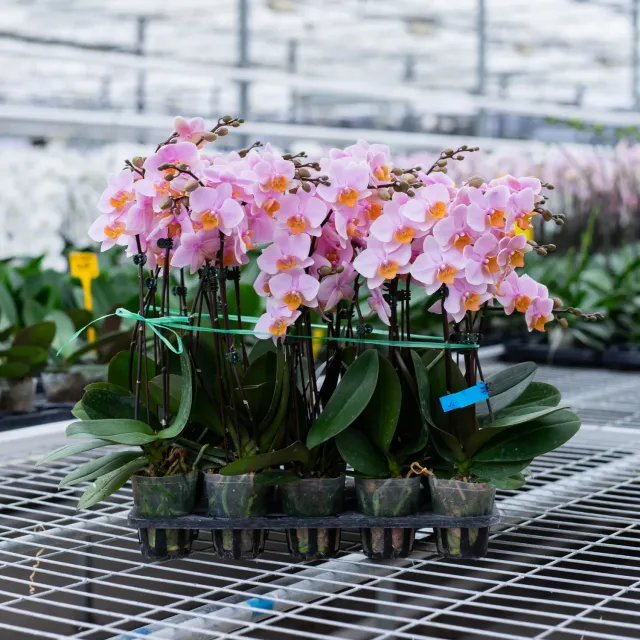 Orchidées de Prestige Brut Sauvage 5 orchidée vive