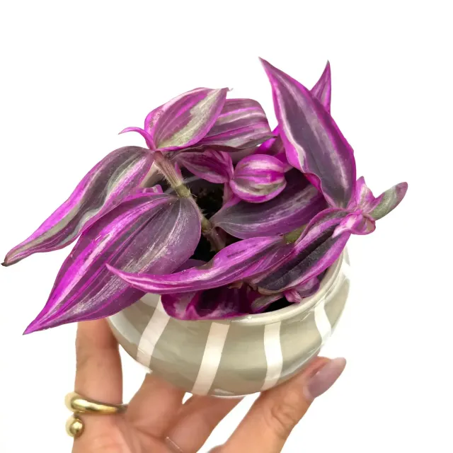 Plant and Stories Tradescantia Zebrina Pink Paradise plante pot 6 cm