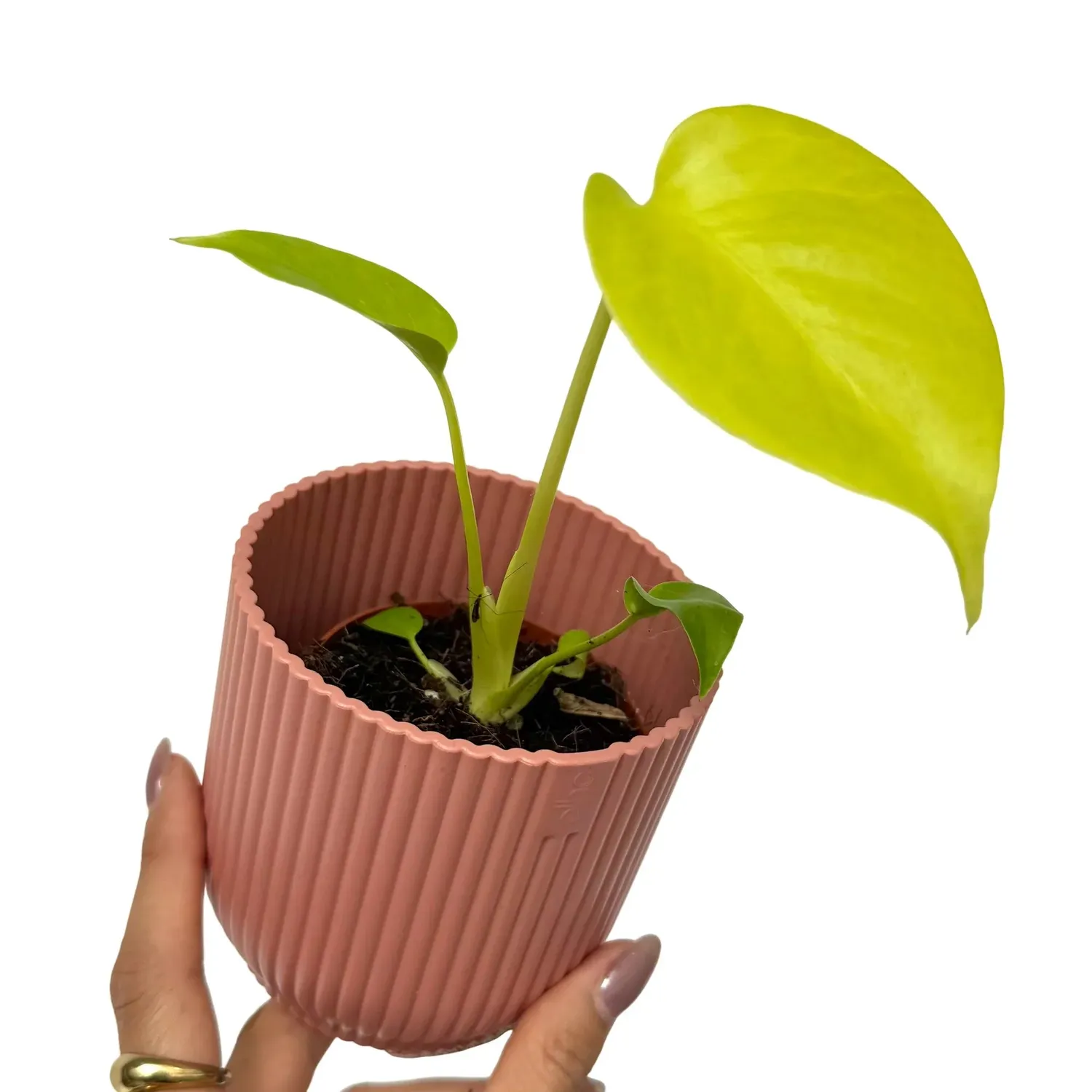 Plant and Stories Monstera Lime Banana plante pot 7cm citron