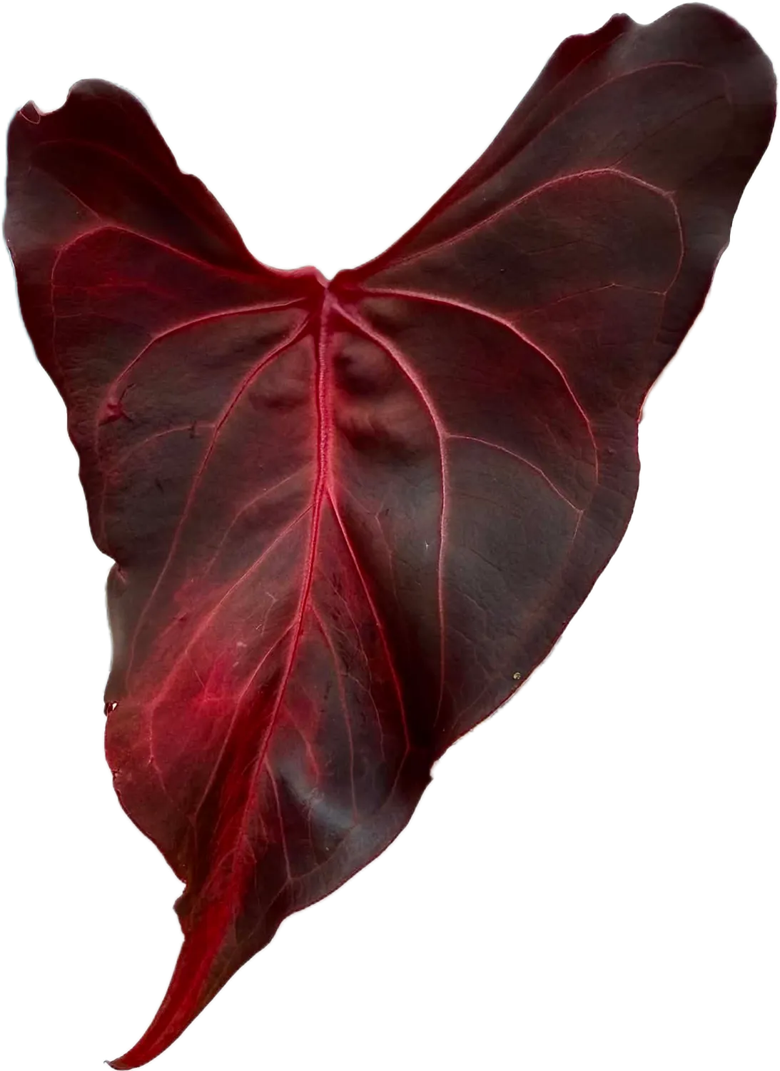plant.ess Anthurium Portillae kit semis + pot auto-arrosant