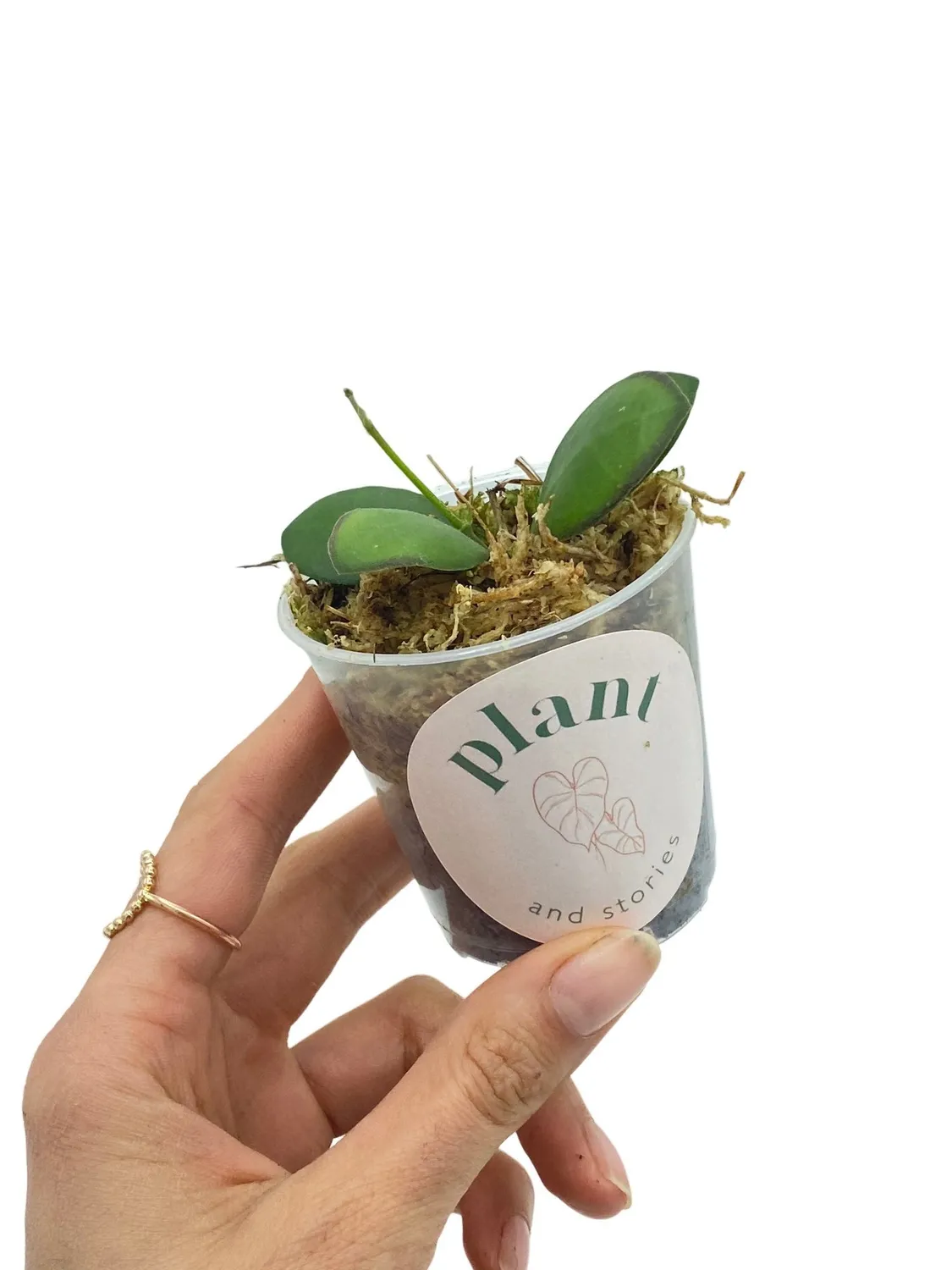 Plant and Stories Panchoi hoya argenté pot 6 cm