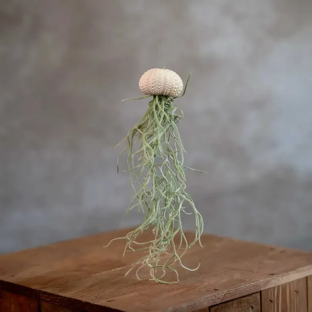 Airplantshop Jellyfish méduse blanche Small airplant