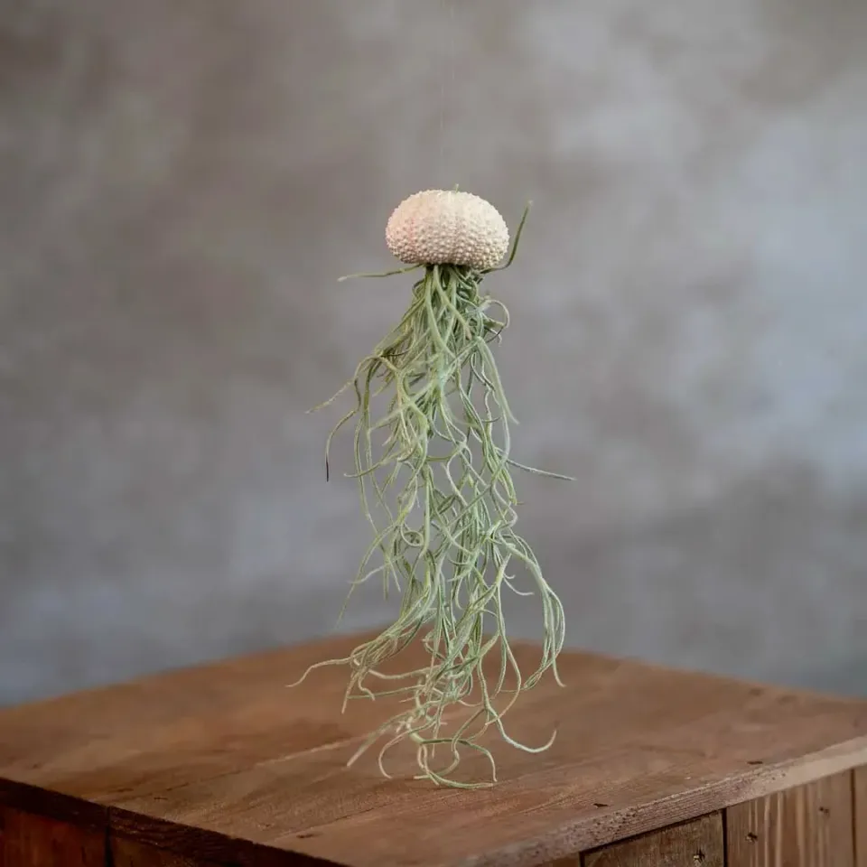 Airplantshop Jellyfish méduse blanche Small airplant