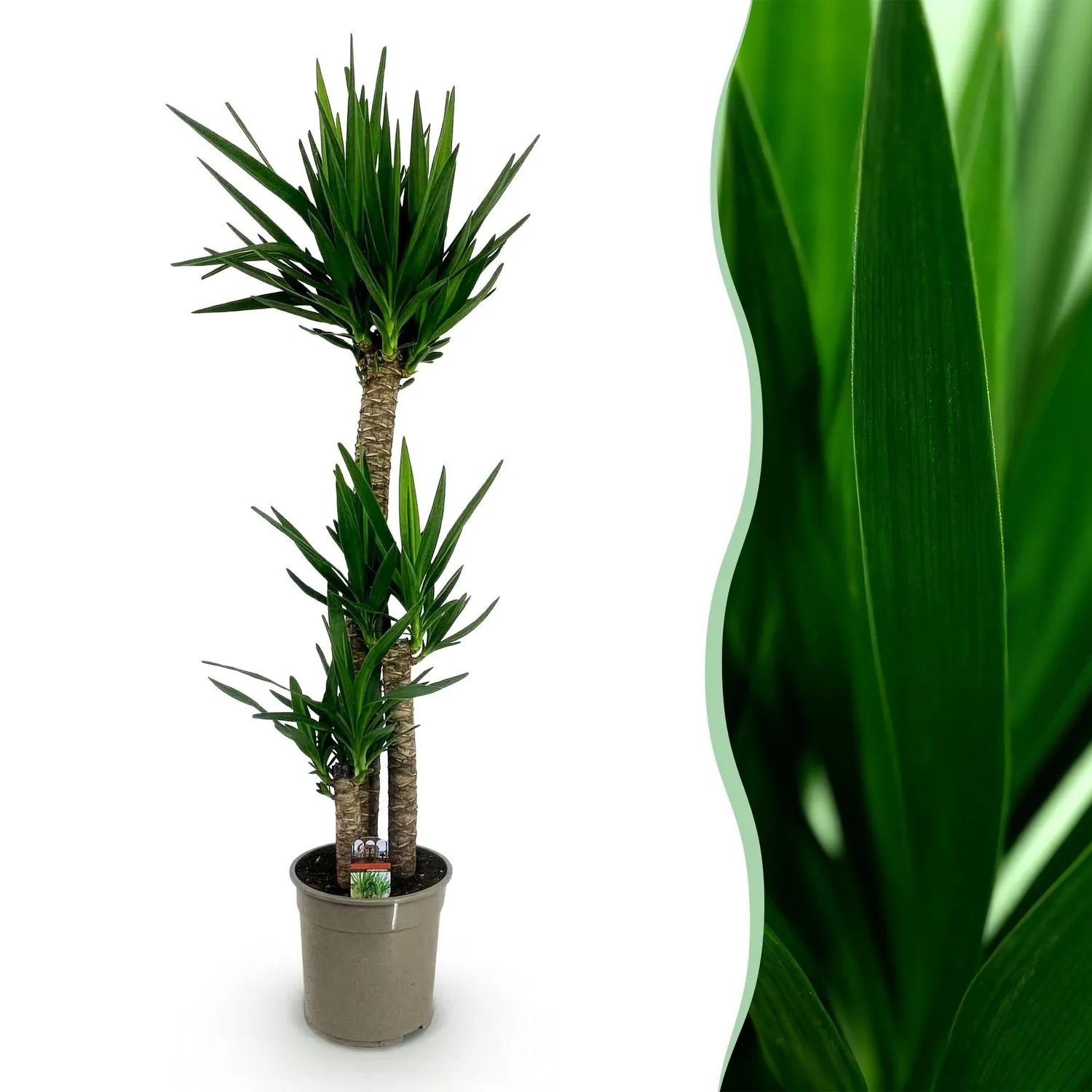 Plant and Stories Yucca Elephantipes plante d'intérieur 140 cm pot 24 cm XXL