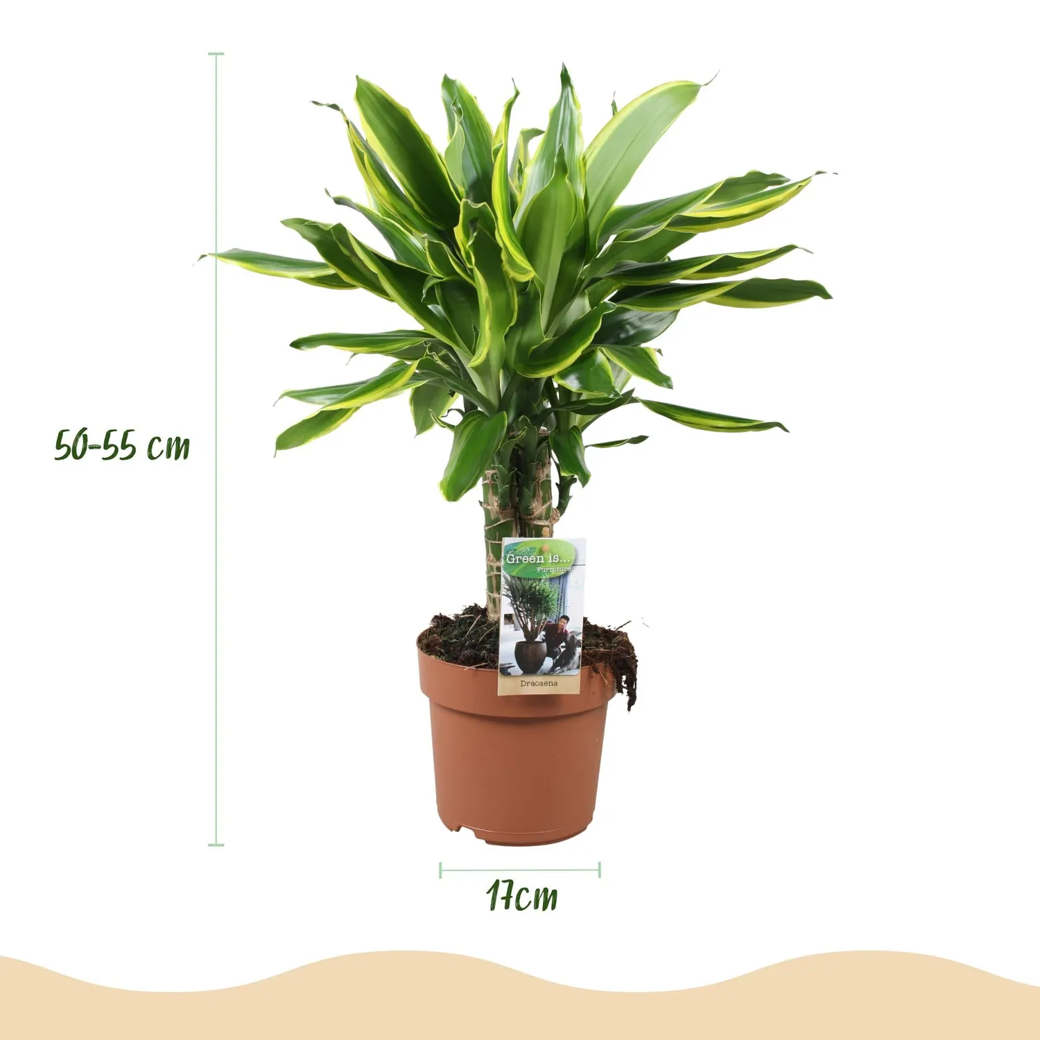 PLANT AND STORIES Dracaena Golden Coast plante intérieur pot 17 cm 50 cm