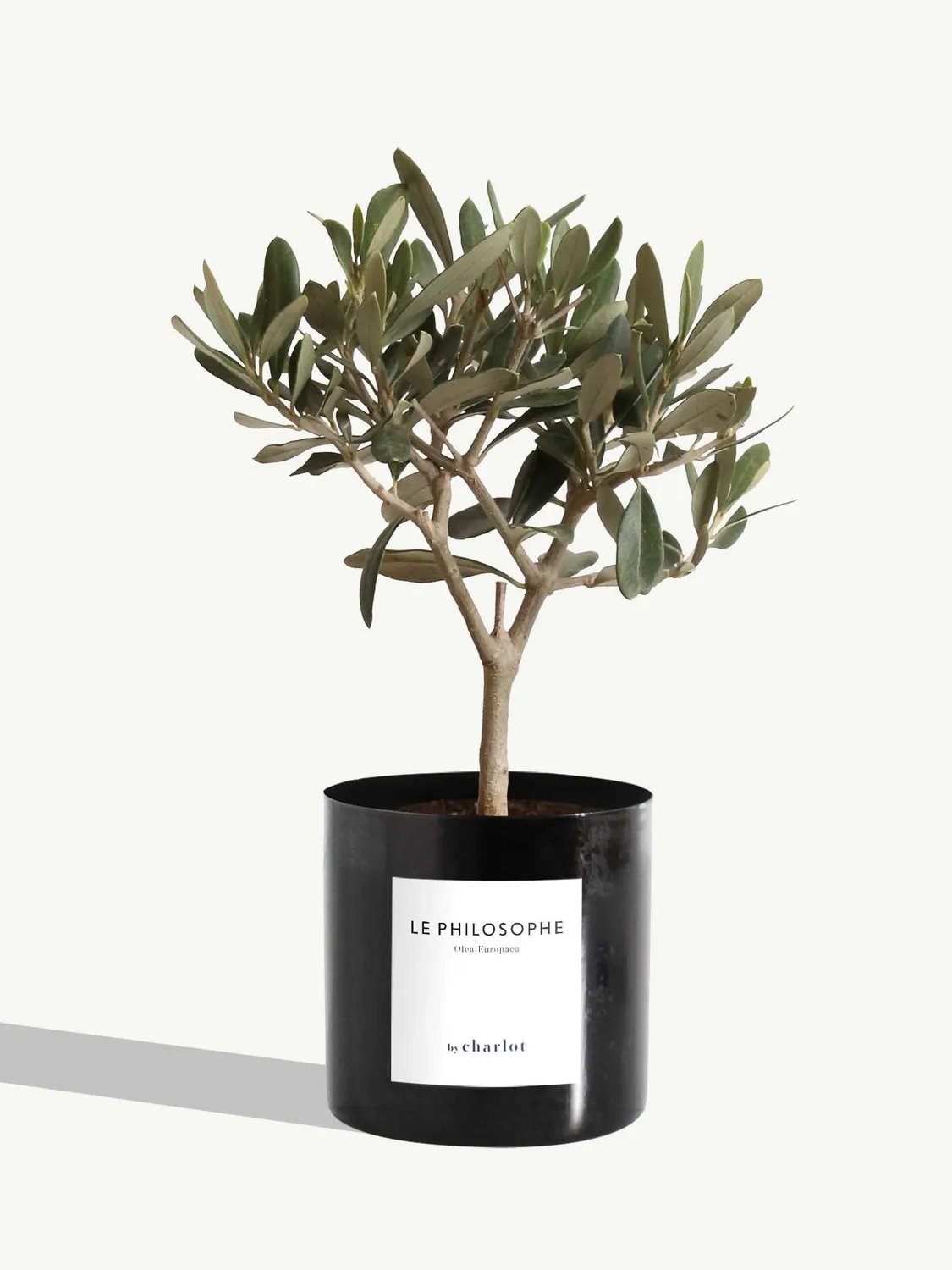 By Charlot Le Philosophe olivier plante pot 10 cm
