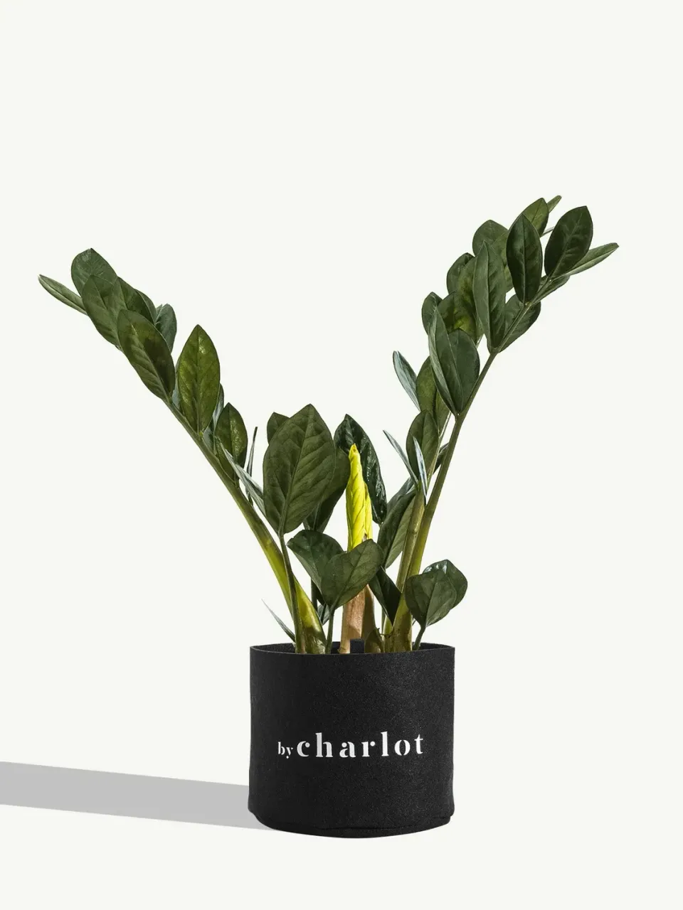 By Charlot L'Extravagante recharge Zamioculcas pot céramique
