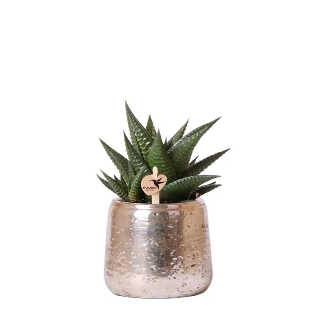 Plant and Stories Haworthia limifolia succulente pot 9 cm argenté