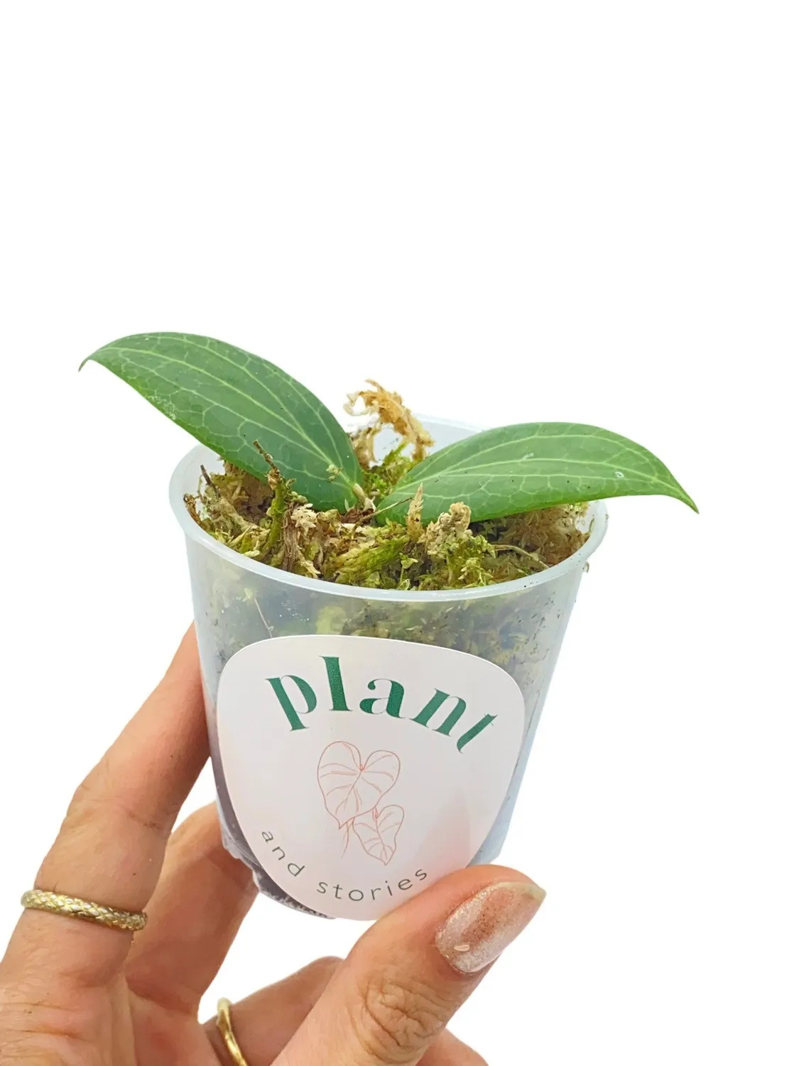 Plant and Stories Hoya Fitchii plante pot 6cm argentée