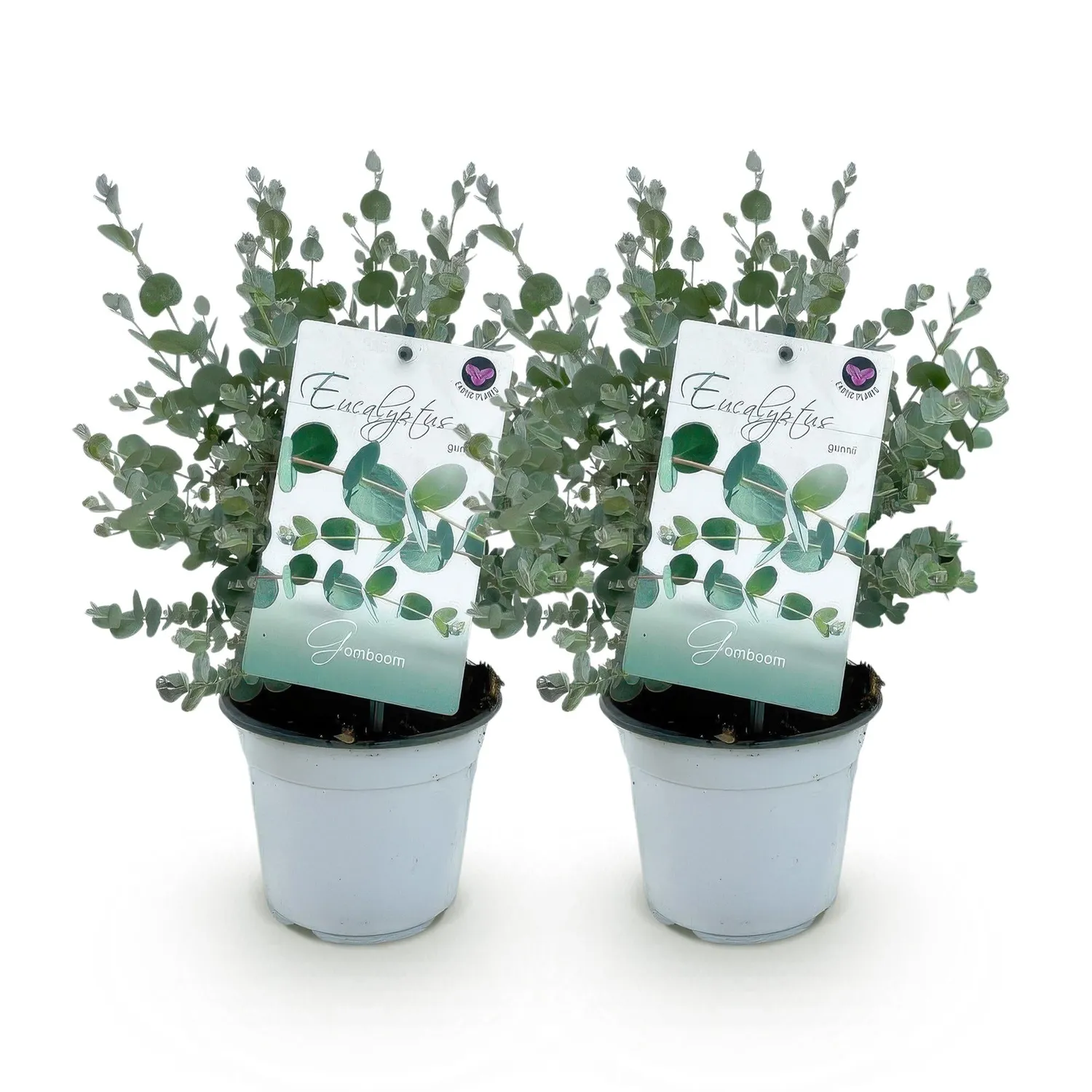 Plant and Stories Eucalyptus gunnii arbuste lot 2 plants persistant