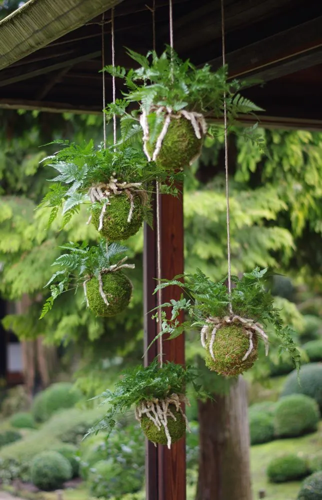 AQUAPHYTE Kinkaku-ji Ni kokedama davallia suspendu