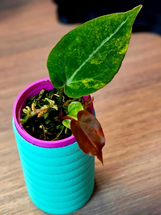 plant.ess Papillilaminum LA05 anthurium panaché clone 2 feuilles