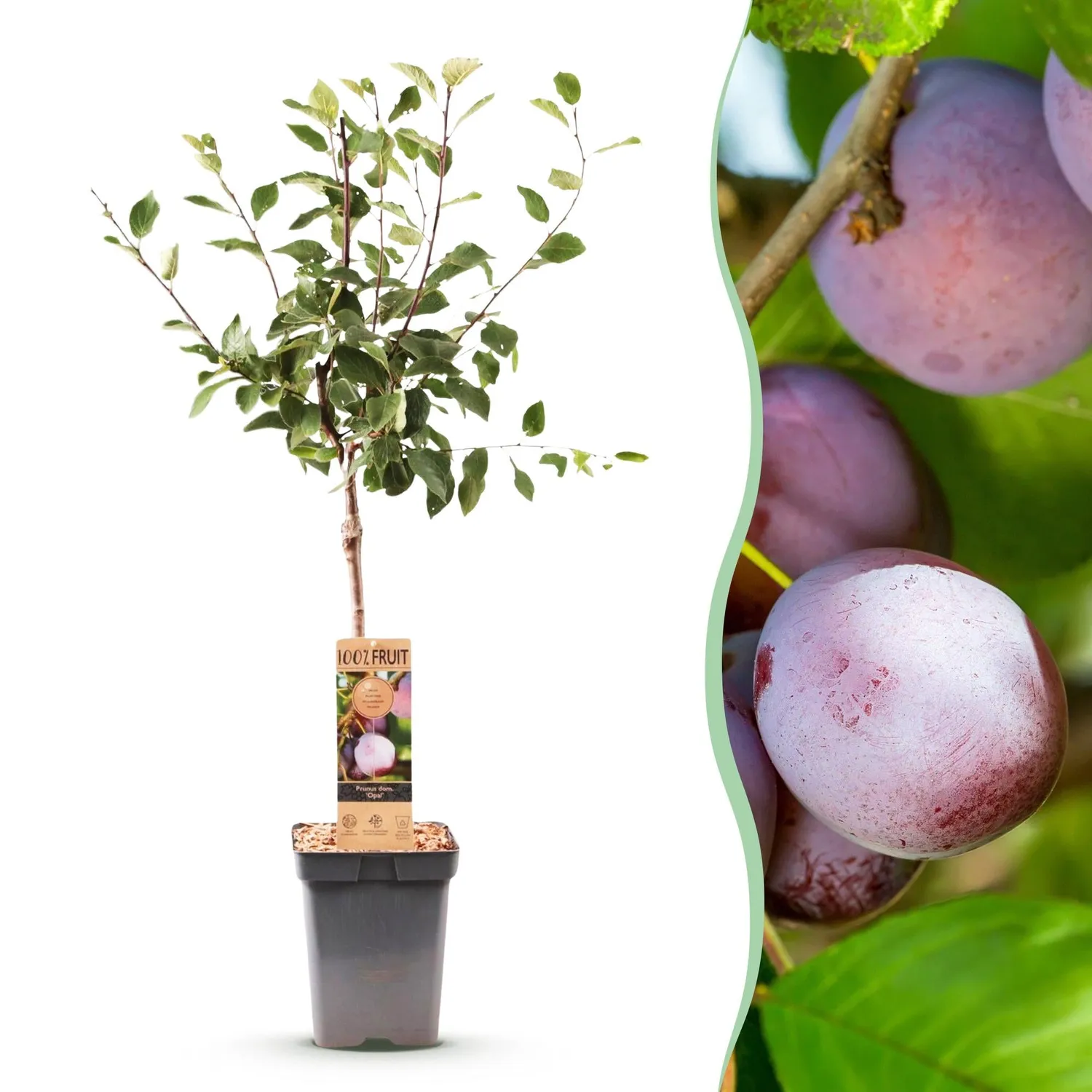 Plant and Stories Prunier Opal fruitier pot 21cm hauteur 90cm