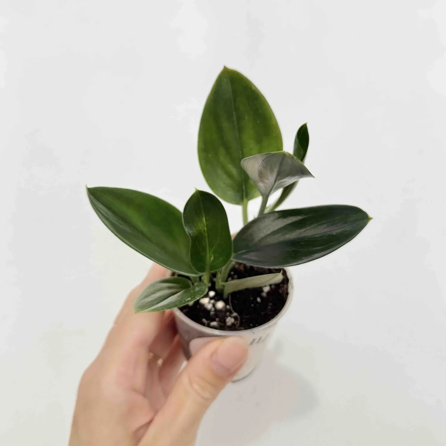 Plant and Stories Scindapsus Treubii Dark Form grimpante pot 12 cm