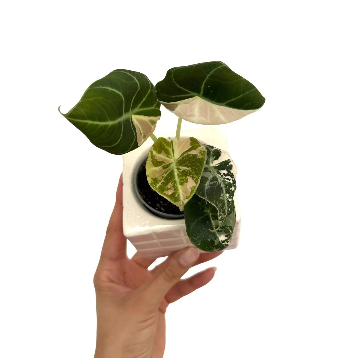 Plant and Stories Black Velvet Pink Variegata alocasia pot 6 cm
