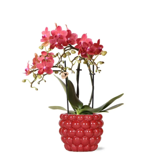 Plant and Stories Phalaenopsis Congo orchidée rouge pot 9 cm