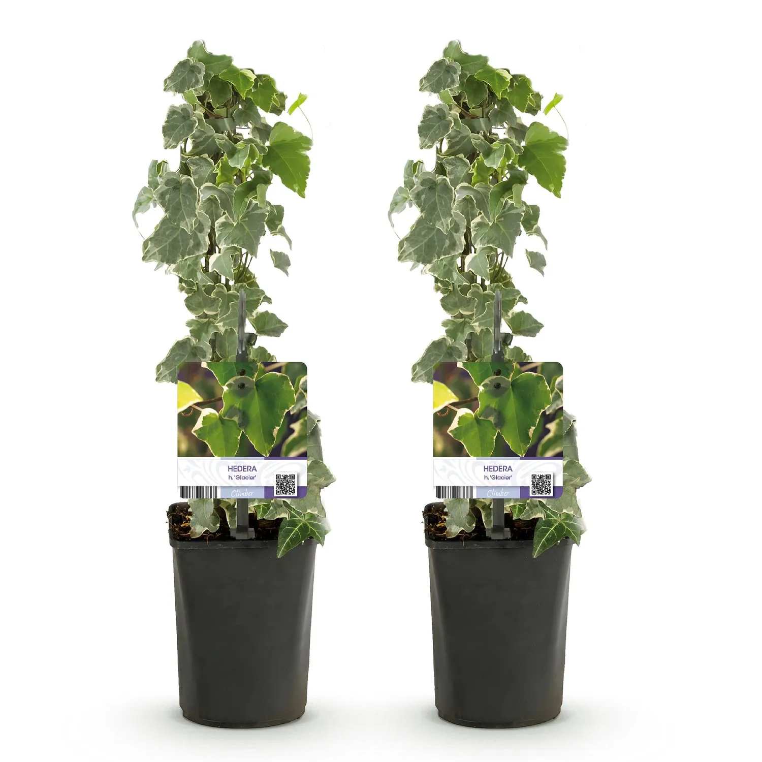 Plant and Stories Lierre Hedera helix plante grimpante lot 2 ombre