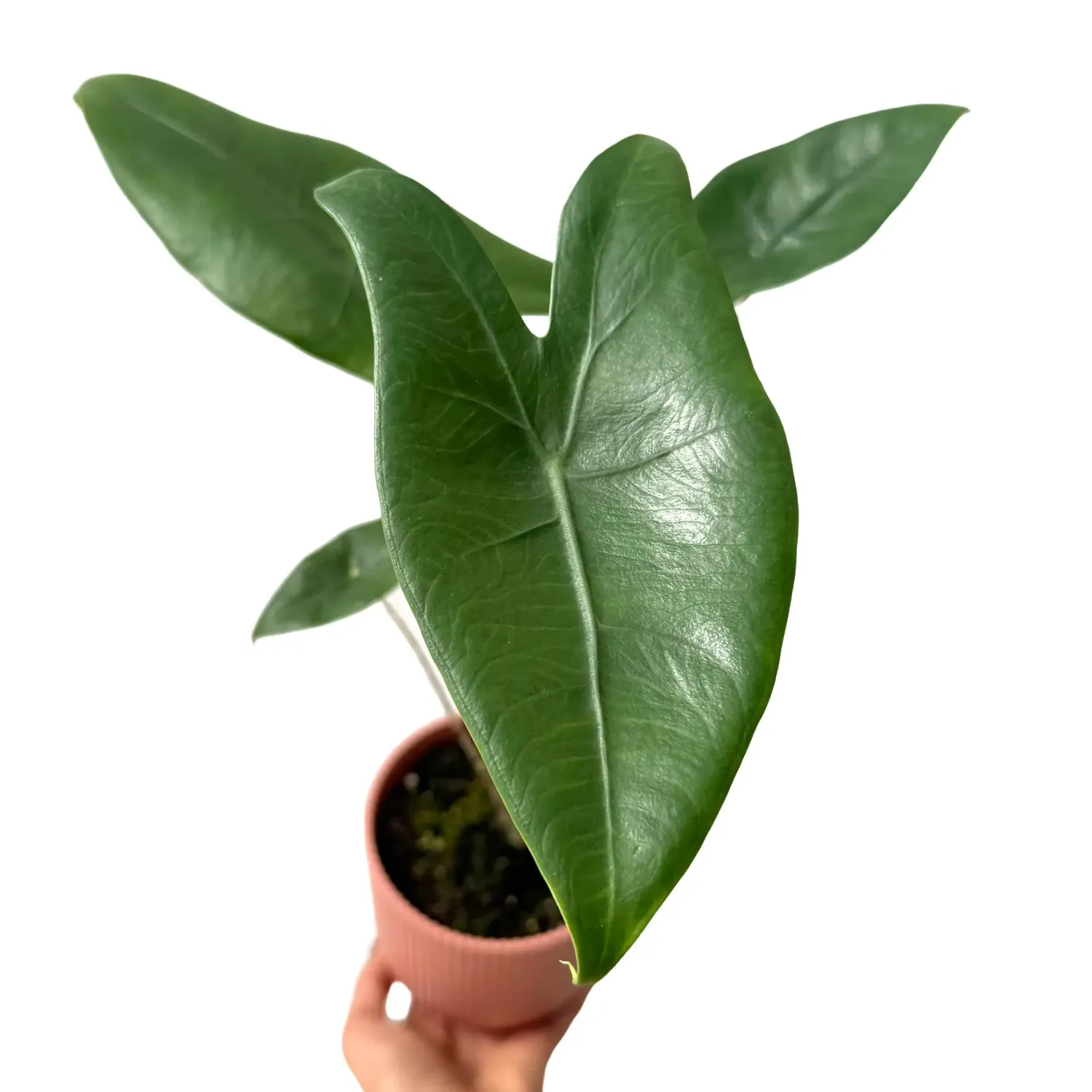 Plant and Stories Zebrina Alocasia plante pot 7 cm tiges zébrées