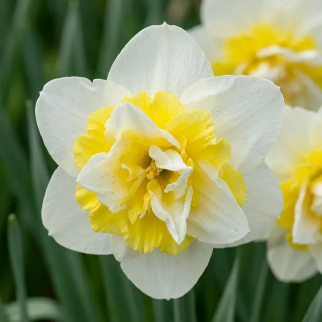 Plant and Stories narcisse Ice King bulbes 10 bulbes blanc