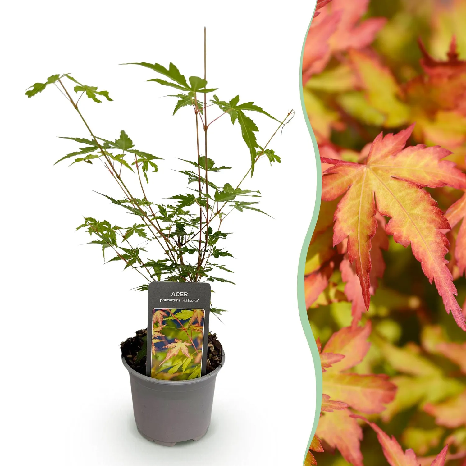 Plant and Stories Érable Sangokaku arbuste 1 plant 35 cm