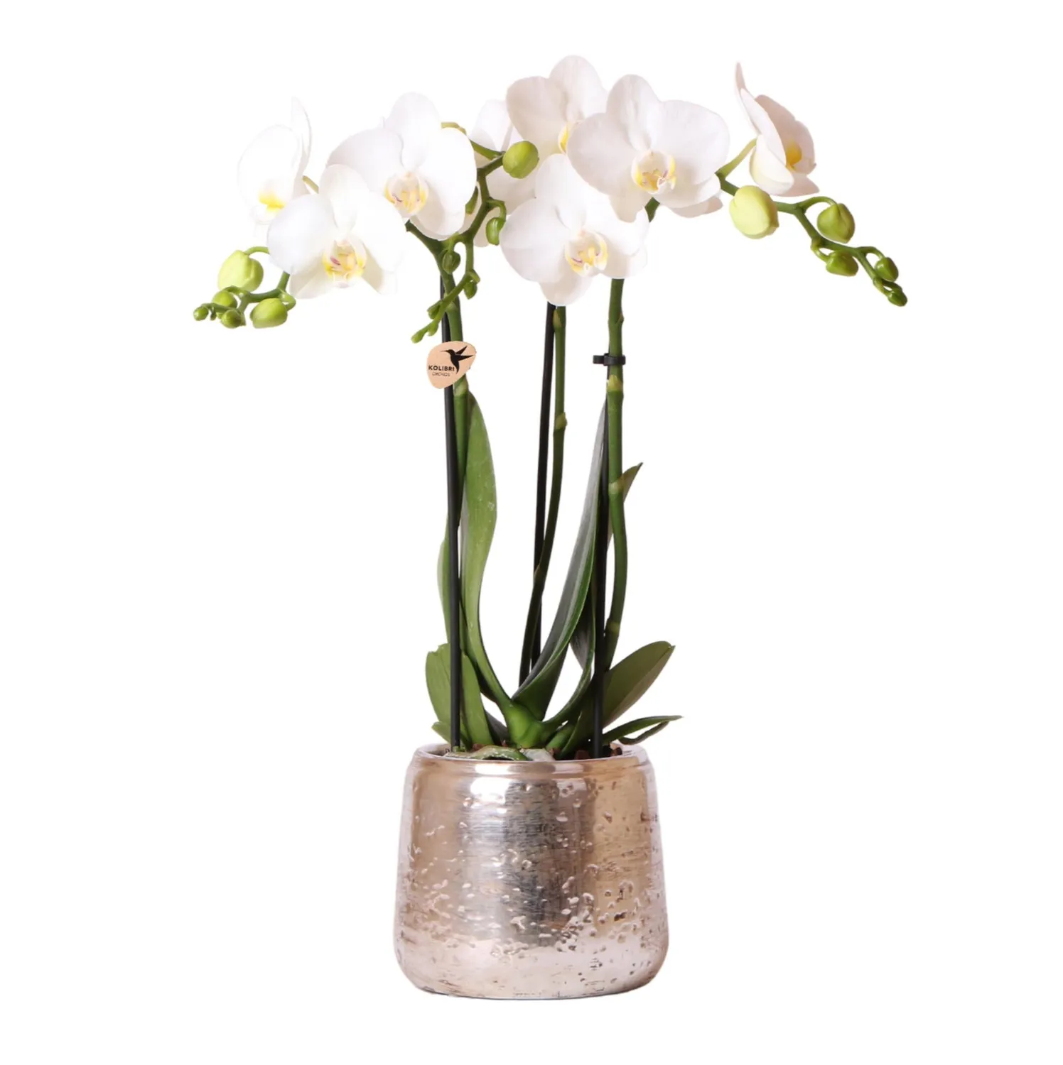 Plant and Stories orchidée Phalaenopsis blanche 9cm doré 40cm