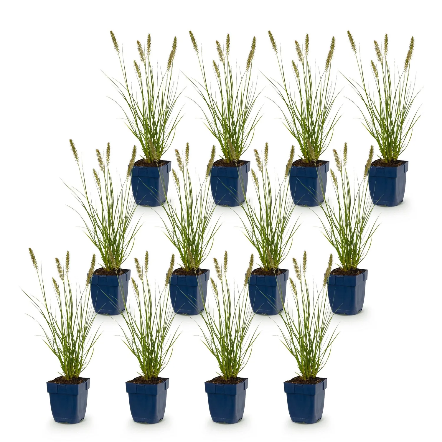 Plant and Stories Hameln graminée ornementale 1 plant pot 11 cm rustique