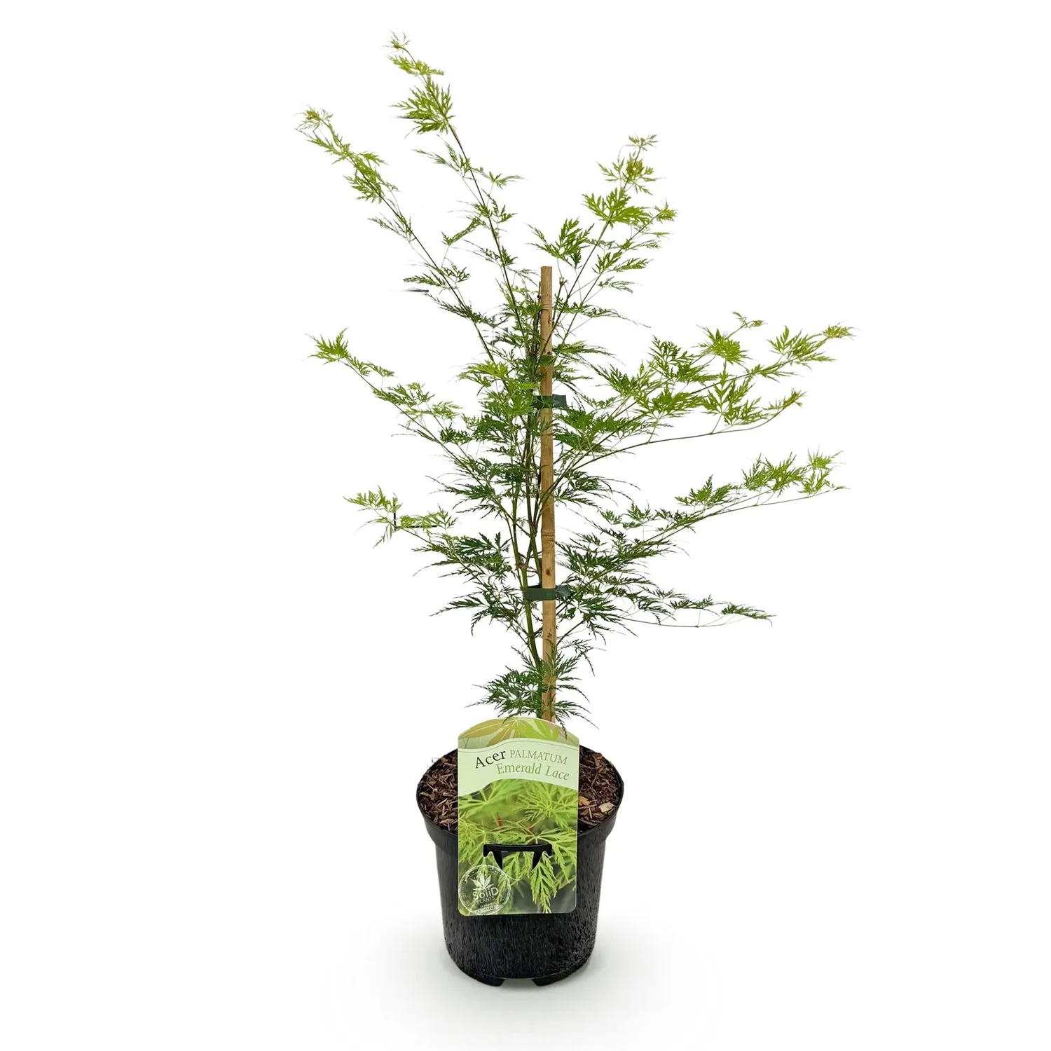Plant and Stories Emerald Lace érable pot 19 cm 1 plant