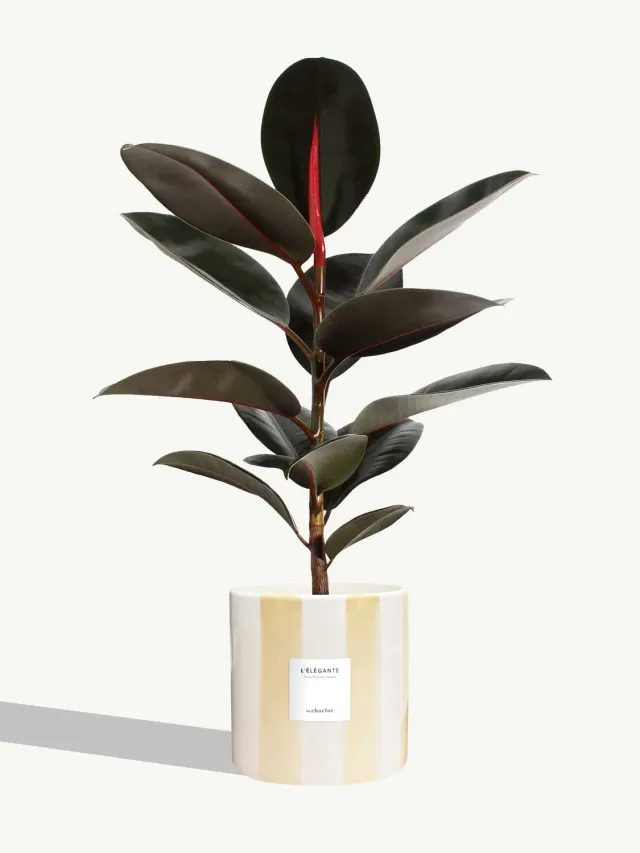 By Charlot L'Élégante grande plante ficus 18 cm