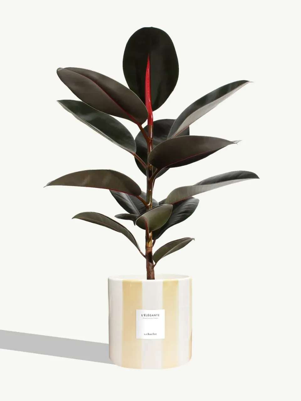 By Charlot L'Élégante grande plante ficus 18 cm