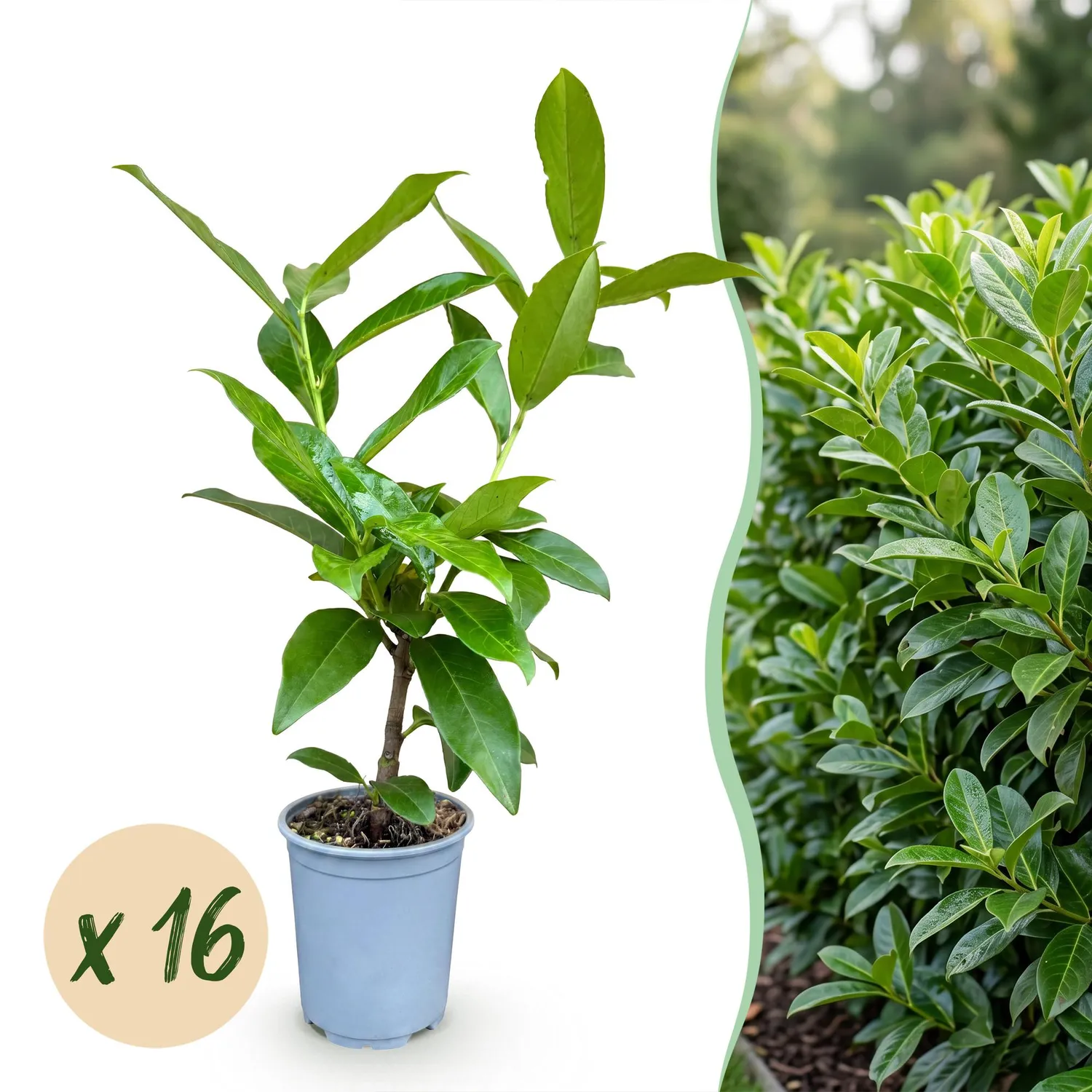 Plant and Stories Laurier Novita haie persistante 8 plants 9cm