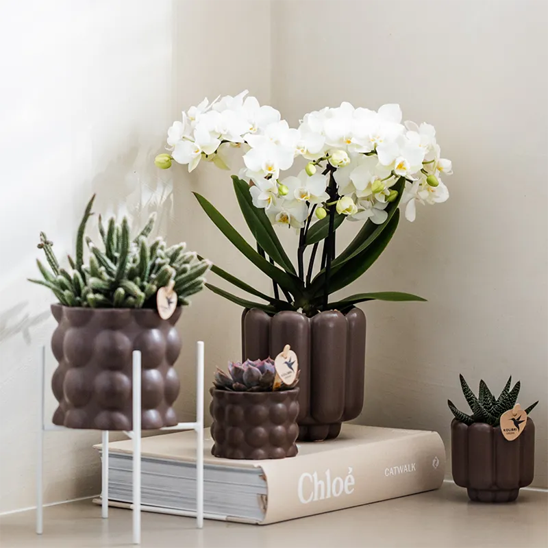 Plant and Stories Phalaenopsis Zurich orchidée blanche pot 9 cm