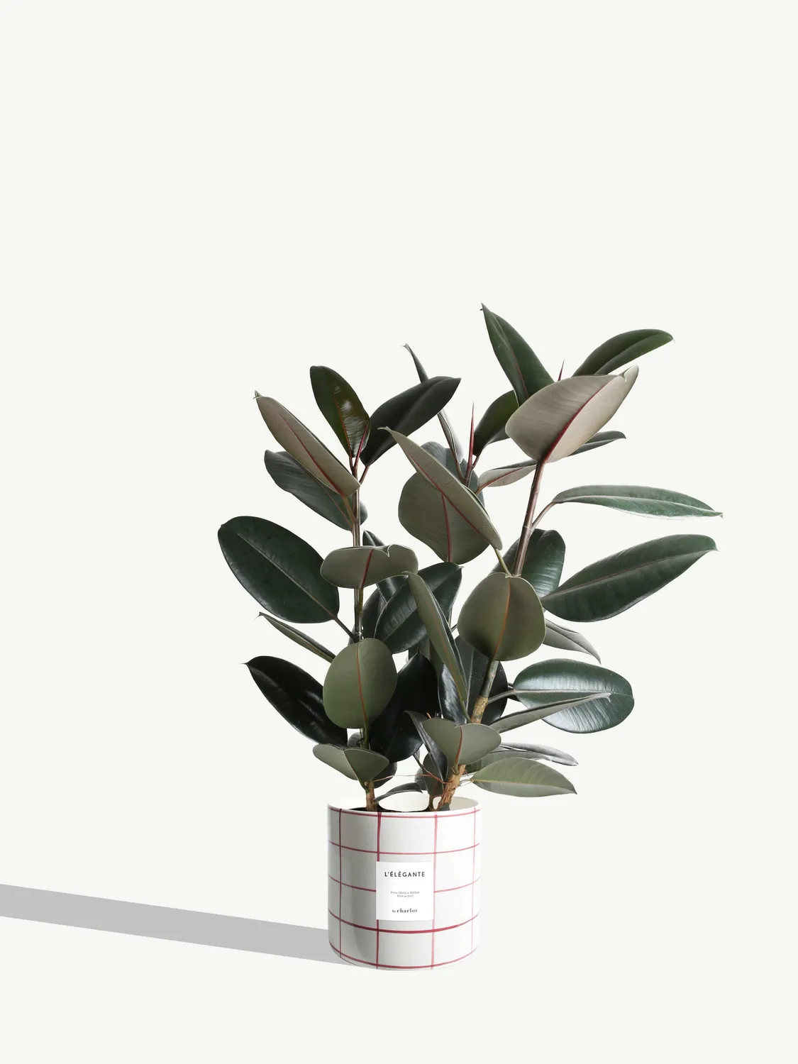 By Charlot L'Élégante ficus elastica plante pot 24 cm XL
