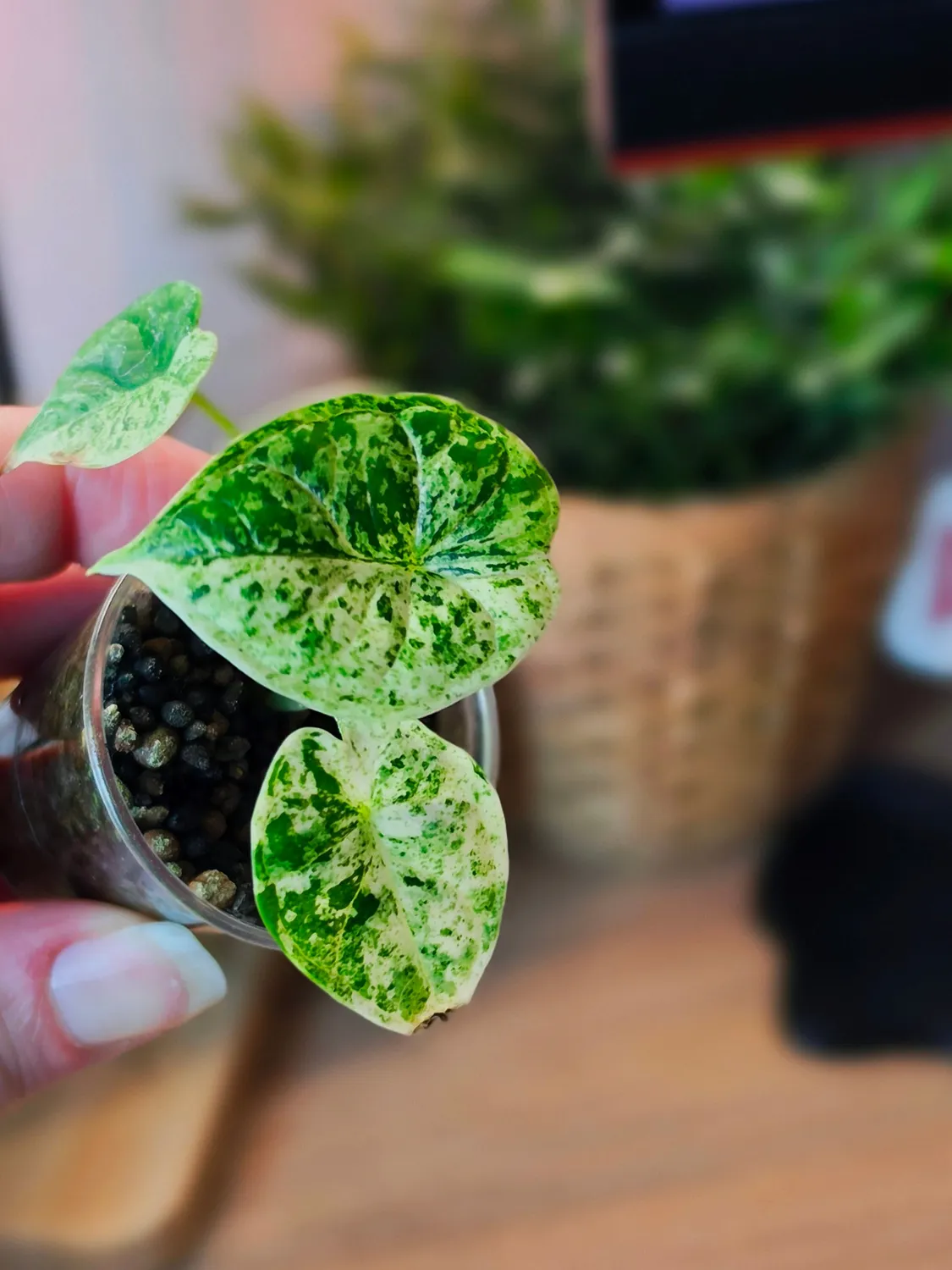 plant.ess Dragon Scale Mint alocasia 3 feuilles pot 5cm