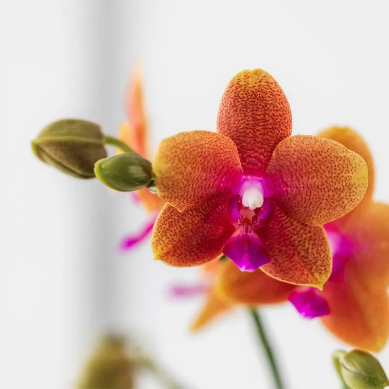 Plant and Stories Fragrance orchidée orange parfumée 9 cm
