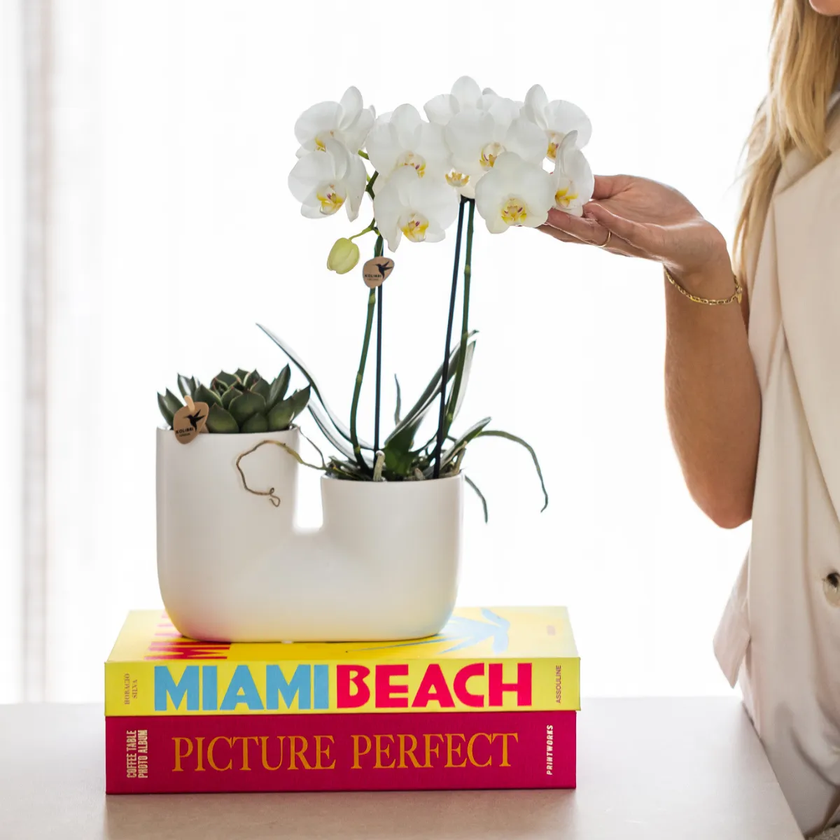 Plant and Stories Phalaenopsis blanche orchidée coffret 9 cm