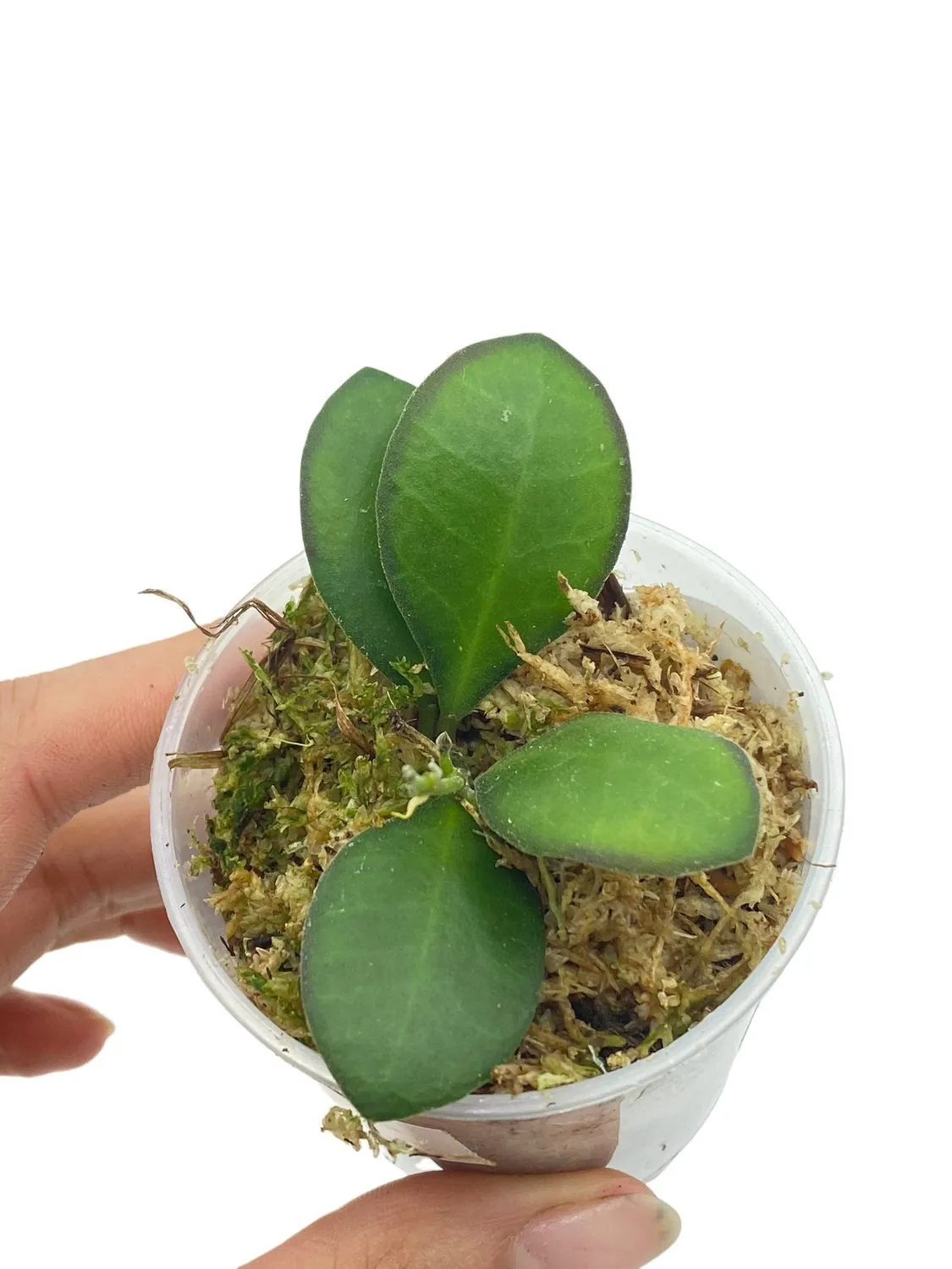 Plant and Stories Panchoi hoya argenté pot 6 cm