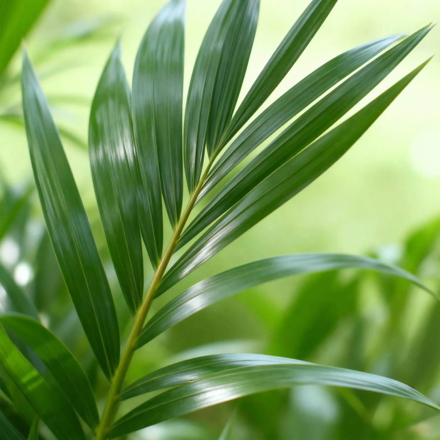 Plant and Stories Howea Forsteriana kentia palmier pot 21cm 120-130cm