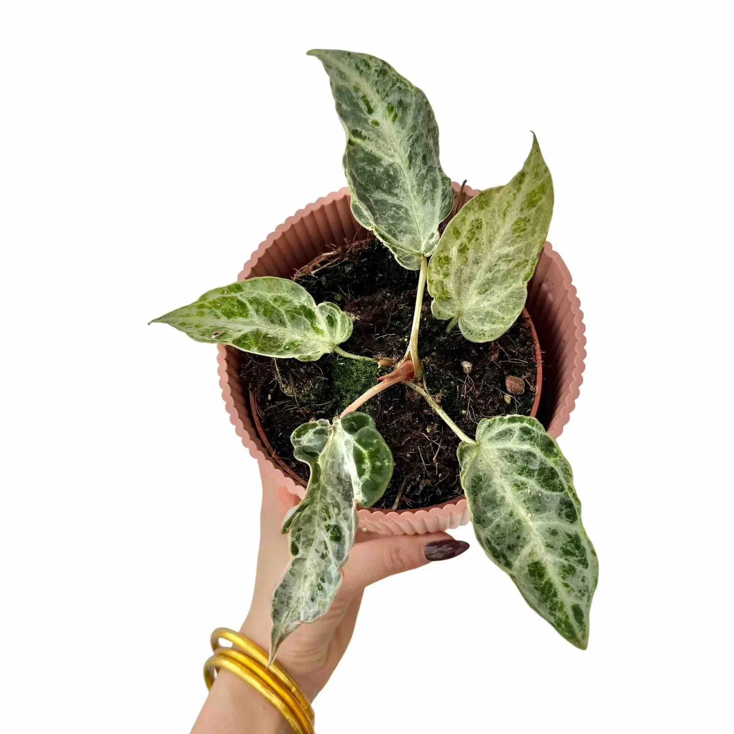 Plant and Stories Anthurium Silver Blush Mint plante pot 12cm