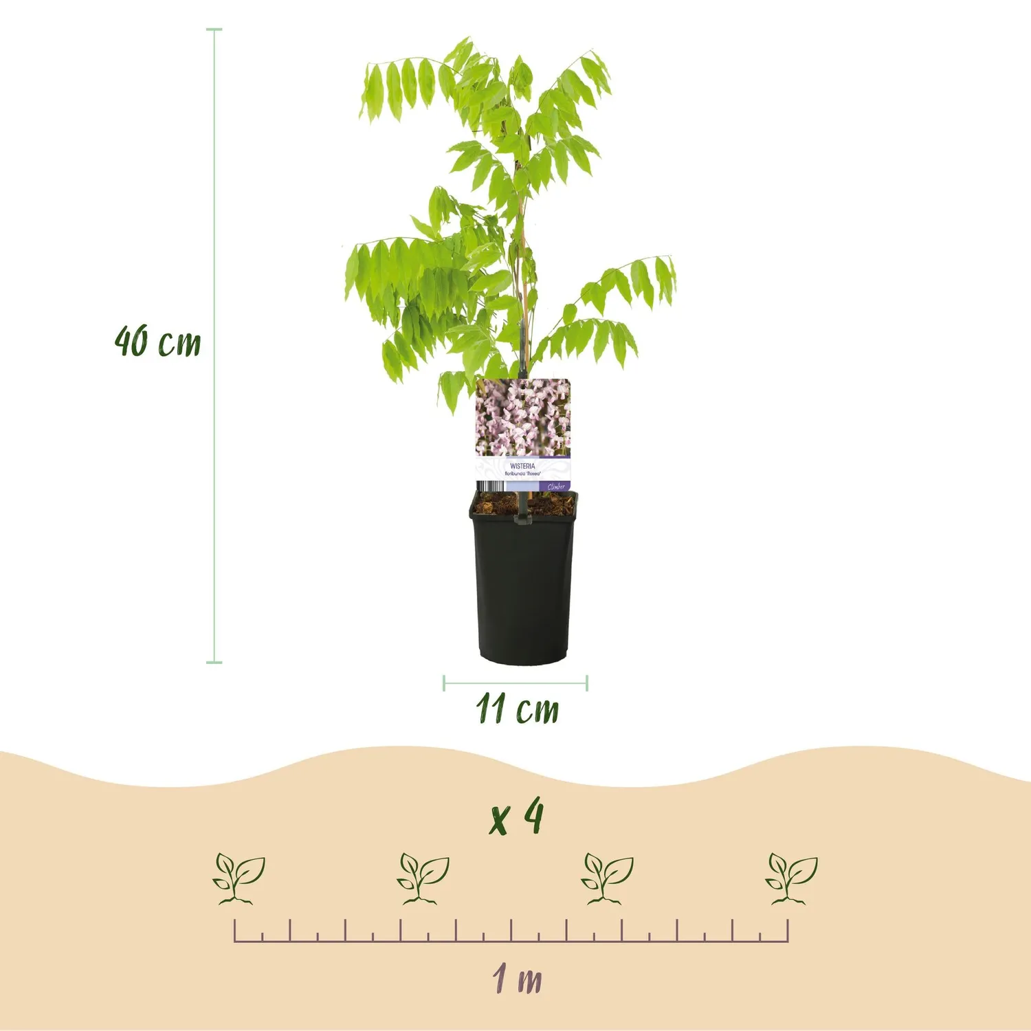 Plant and Stories Rosea glycine rose parfumée pot 11 cm 40 cm