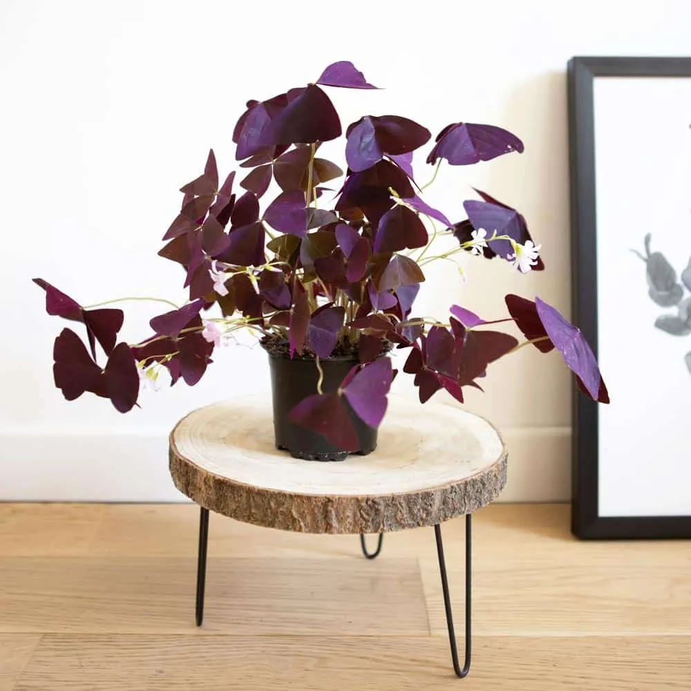 Réconciliation Végétale Hugo oxalis triangularis plante pourpre D11