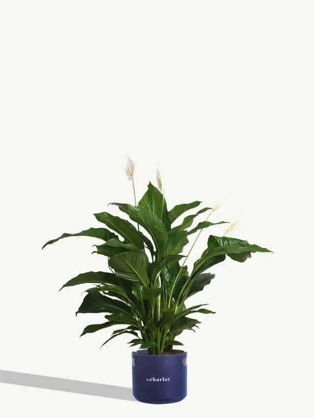 By Charlot L'Idole recharge plante XL