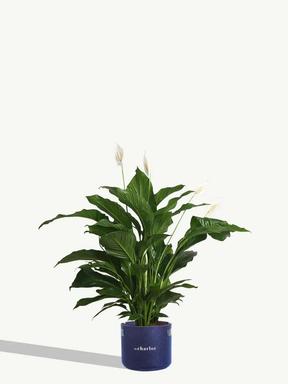 By Charlot L'Idole recharge plante XL