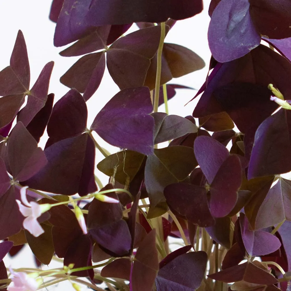 Réconciliation Végétale Hugo oxalis triangularis plante pourpre D11