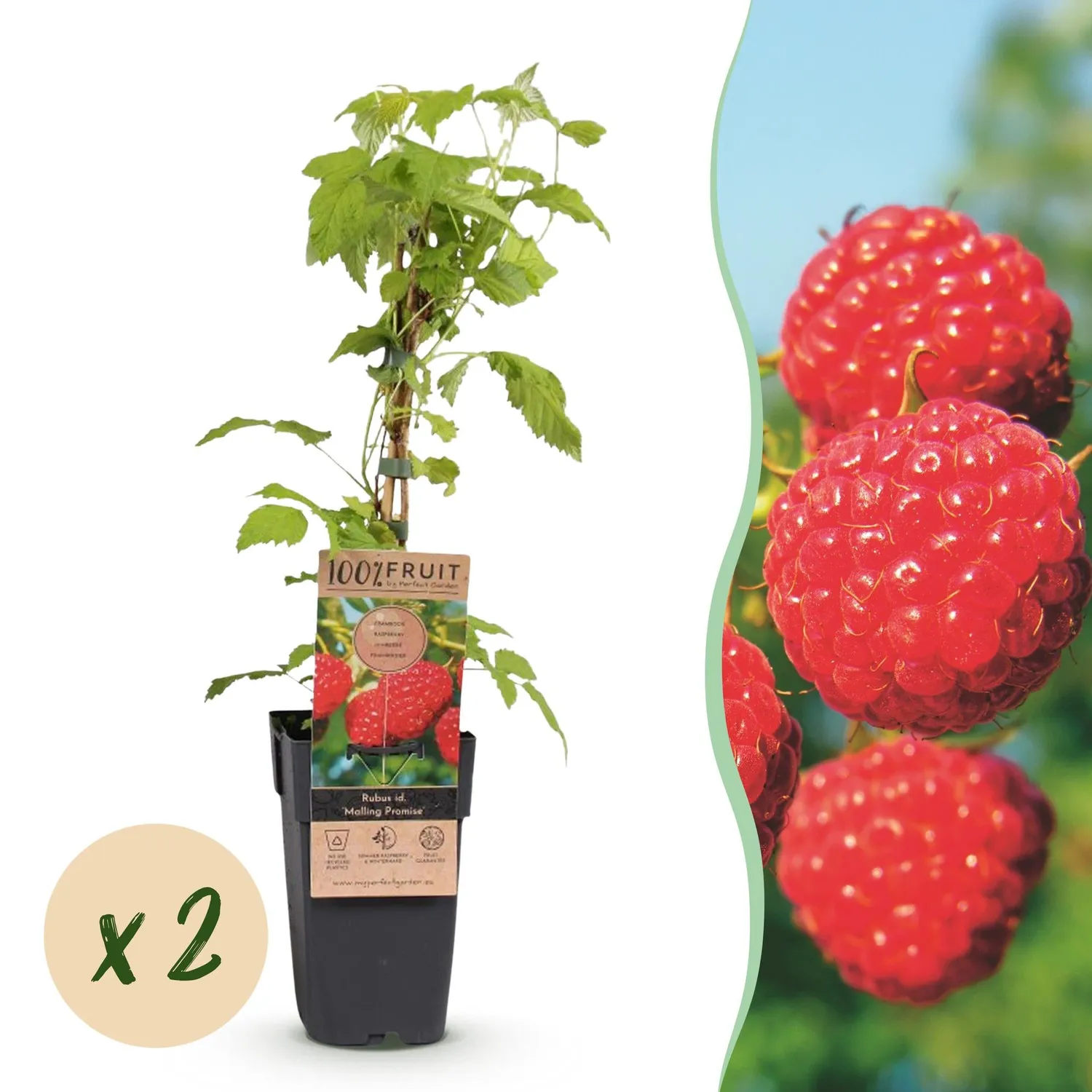 Plant and Stories Malling Promise framboisier lot 2 pot 15 cm rustique