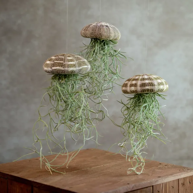 Airplantshop Jellyfish Large Trio plante aerienne lot 3 coquille