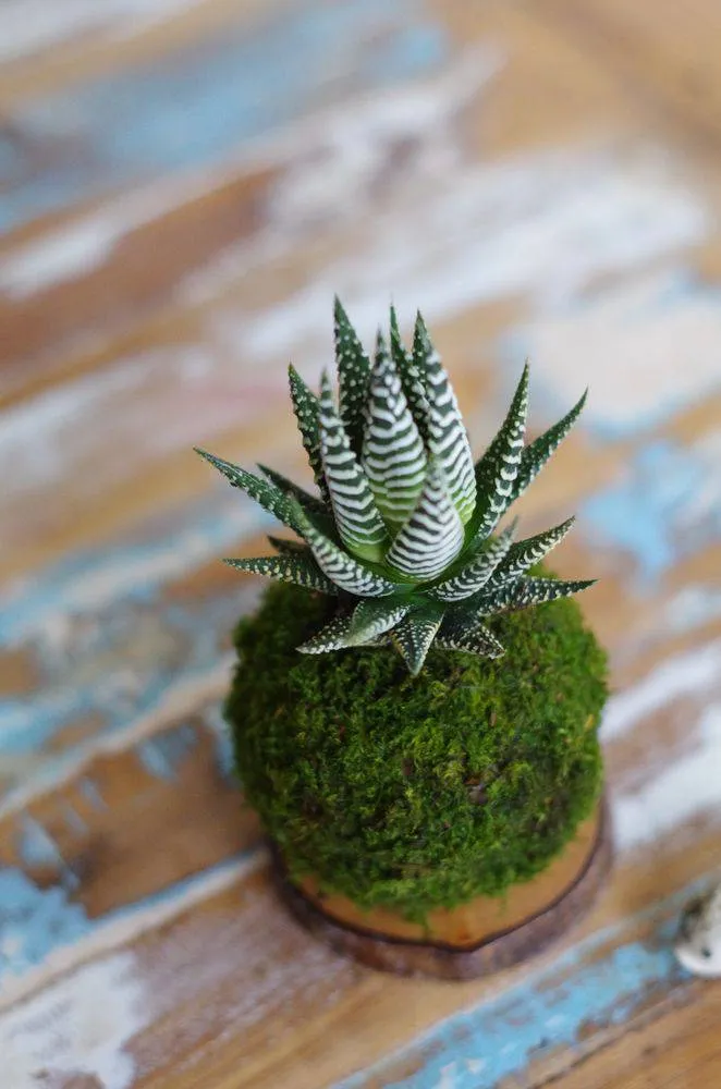 Aquaphyte Lushan Magnet kokedama haworthia zébrée