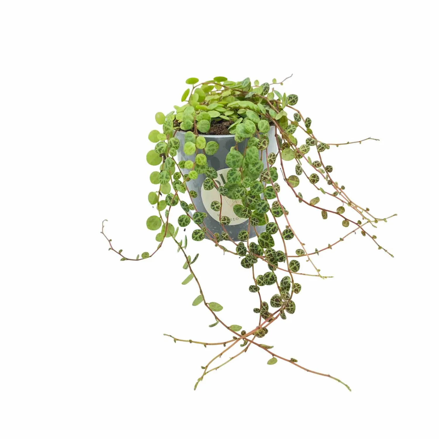 Plant and Stories Peperomia Prostrata plante 6 cm tortue